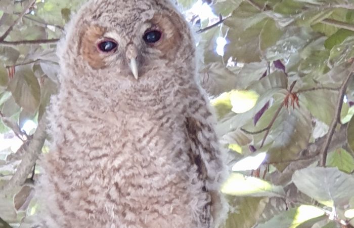 De museumtuin voor elk wat wils